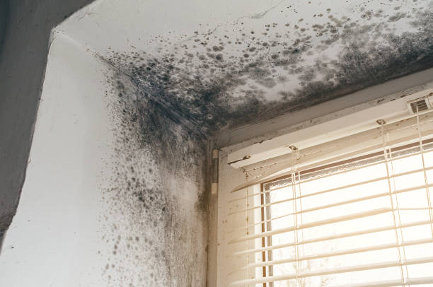 Affordable Mold Removal solutions in Hillsboro, OR